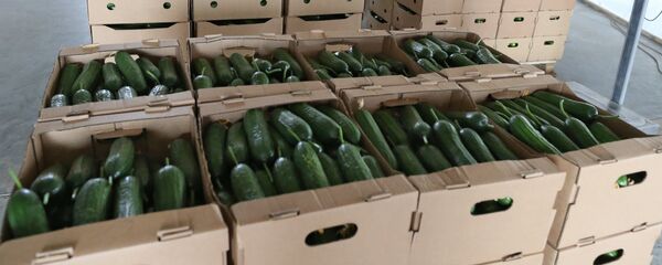 Выращивание овощей в тепличном хозяйстве Выращивание овощей в тепличном хозяйстве - Sputnik Узбекистан