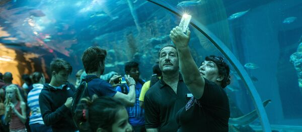 Дубайский Океанариум и подводный зоопарк Дубайский Океанариум и подводный зоопарк - Sputnik Ўзбекистон