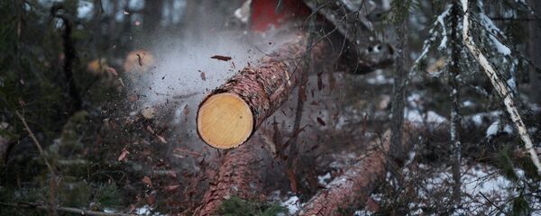 Лесопильное производство АО Краслесинвест в Красноярском крае - Sputnik Узбекистан