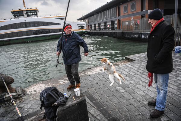 Кошка охотится на рыбу, пойманную в Босфоре, Стамбул - Sputnik Узбекистан