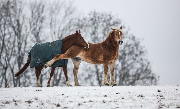 Две лошади на заснеженном лугу в коммуне Лангенеслинген на юго-западе Германии - Sputnik Узбекистан