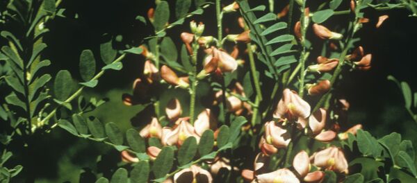 Выращивание солодки - Sputnik Узбекистан