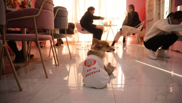 Как собаки работают официантами в одном из кафе Шанхая - Sputnik Ўзбекистон