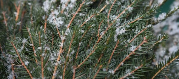 Открытие елочных базаров в Москве - Sputnik Узбекистан