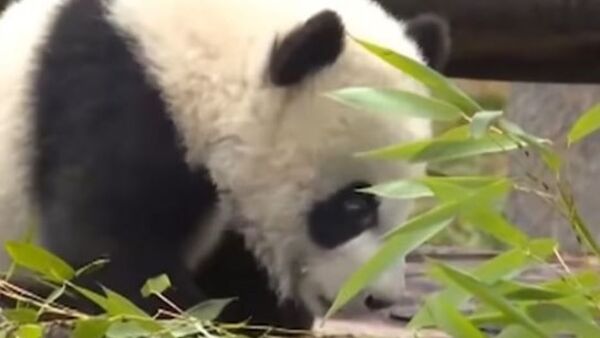 Панда в зоопарке Китая - Sputnik Ўзбекистон