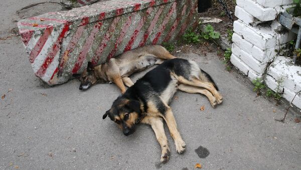 Бездомные собаки - Sputnik Узбекистан