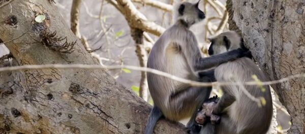 Samka obezyani derjit na rukax mertvogo detenisha - Sputnik O‘zbekiston