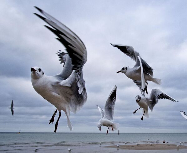 Чайки у берега Балтийского моря в Тиммендорфер-Штранд, Германия - Sputnik Узбекистан