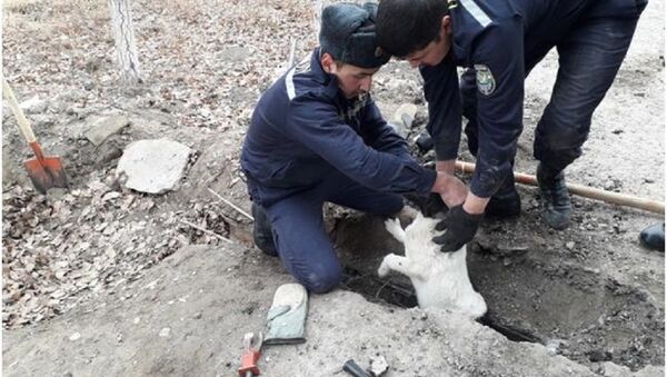 Сотрудники МЧС спасли бродячую собаку в Хорезмской области - Sputnik Узбекистан