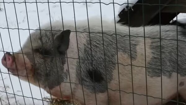 Свин Борис в приюте для животных - Sputnik Узбекистан