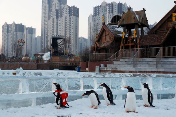 Пингвины Генту на международном фестивале снега и льда в Харбине - Sputnik Узбекистан