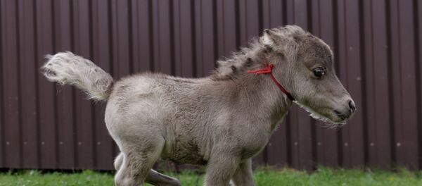 Жеребенок  Жеребенок  - Sputnik Ўзбекистон