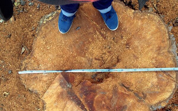 Yerning yangi egasi birinchi o‘rinda eni 1.25 metrli chinorni kesib oldi - Sputnik O‘zbekiston