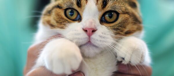 Кошка породы шотландская вислоухая - Sputnik Узбекистан