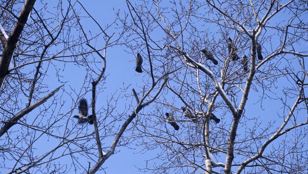 Птицы на дереве, архивное фото - Sputnik Узбекистан