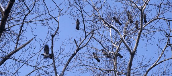 Птицы на дереве, архивное фото - Sputnik Узбекистан