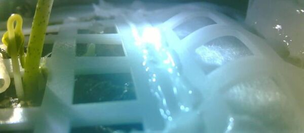 Семена хлопка проросли на Луне Семена хлопка проросли на Луне - Sputnik Ўзбекистон