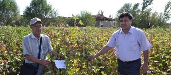 В Узбекистане появился новый сорт хлопчатника В Узбекистане появился новый сорт хлопчатника - Sputnik Ўзбекистон