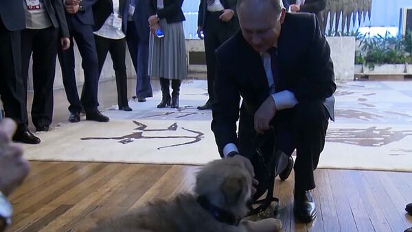 Путину в Сербии подарили щенка - Sputnik Ўзбекистон