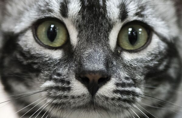 Кошка на Международной выставке Feline в Коста-Рике - Sputnik Узбекистан
