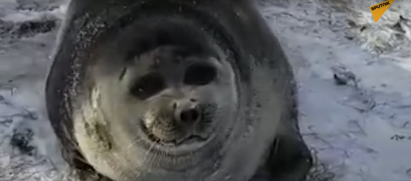 Байкальская нерпа Байкальская нерпа - Sputnik Узбекистан