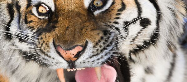 Тигр Амур в вольере Приморского сафари-парка Тигр Амур в вольере Приморского сафари-парка - Sputnik Ўзбекистон