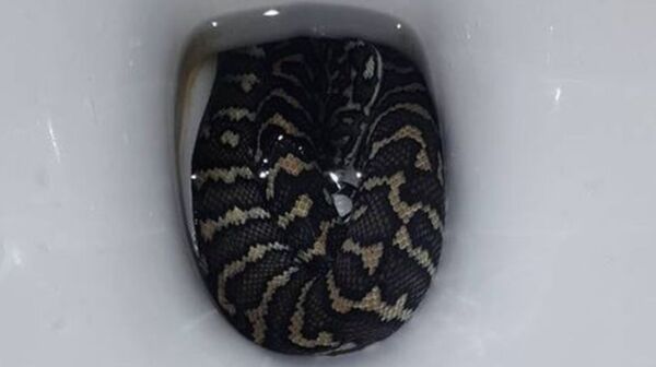 Женщину укусил длиннющий питон, спрятавшийся в унитазе - фото - Sputnik Узбекистан