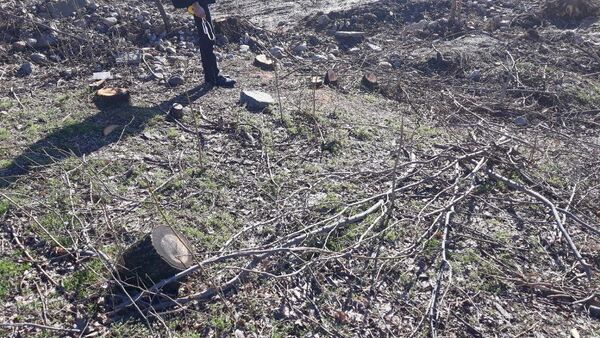 В Ташкенте незаконно вырубили 198 деревьев - Sputnik Ўзбекистон