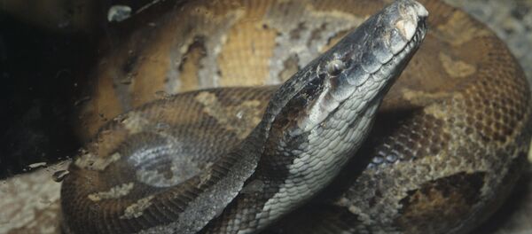 Питон - Sputnik Узбекистан