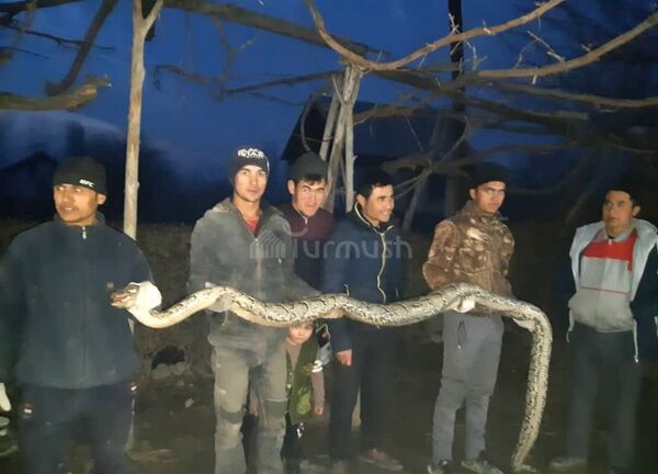 Из Узбекистана в соседнюю республику приплыл трехметровый питон - фото - Sputnik Узбекистан
