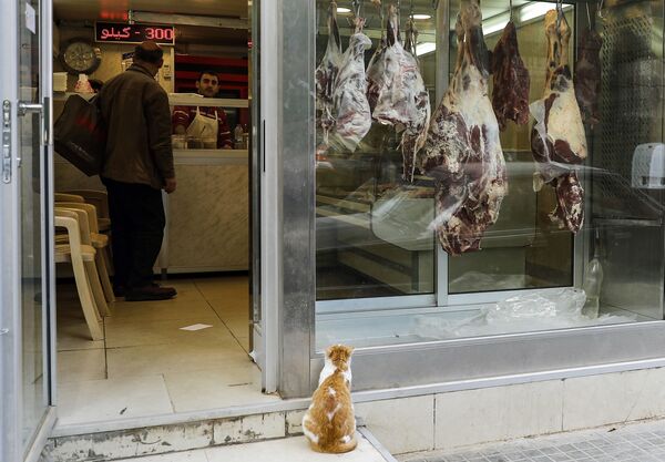 Кот напротив витрины мясной лавки в Бейруте, Ливан - Sputnik Узбекистан