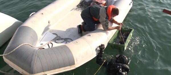 Водолазы в Керченском проливе находят фрагменты амфор и посуды Водолазы в Керченском проливе находят фрагменты амфор и посуды - Sputnik Узбекистан