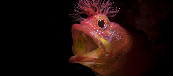 Рыба Chaenopsid Blenny на снимке Roar, удостоившимся почетной награды конкурса 7th Annual Ocean Art Underwater Photo Contest Рыба Chaenopsid Blenny на снимке Roar, удостоившимся почетной награды конкурса 7th Annual Ocean Art Underwater Photo Contest - Sputnik Узбекистан