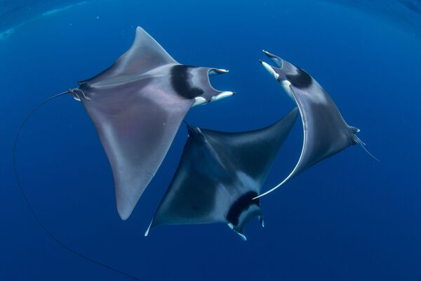 Японские морские дьяволы на снимке Devil Ray Ballet, ставшем победителем фотоконкурса 7th Annual Ocean Art Underwater Photo Contest - Sputnik Ўзбекистон