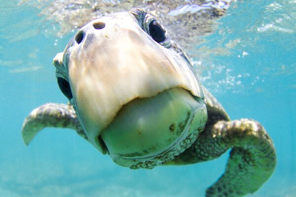 Зеленая черепаха на снимке Curiosity, получившем почетную награду в категории Portrait фотоконкурса 7th Annual Ocean Art Underwater Photo Contest - Sputnik Ўзбекистон