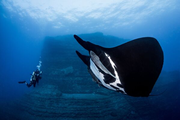 Gigantskiy morskoy dyavol na snimke Special Encounter, zanyavshiy 1-e mesto v kategorii Novice DSLR fotokonkursa 7th Annual Ocean Art Underwater Photo Contest - Sputnik O‘zbekiston