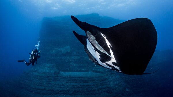 Гигантский морской дьявол на снимке Special Encounter, занявший 1-е место в категории Novice DSLR фотоконкурса 7th Annual Ocean Art Underwater Photo Contest - Sputnik Ўзбекистон