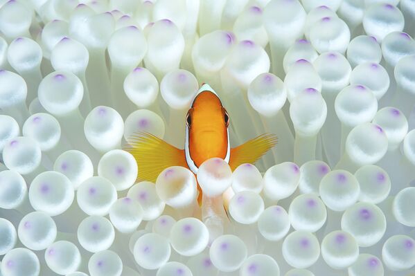 Riba-kloun sredi morskix anemon na snimke Nemo, poluchivshem pochetnuyu nagradu v nominatsii Portrait fotokonkursa 7th Annual Ocean Art Underwater Photo Contest - Sputnik O‘zbekiston