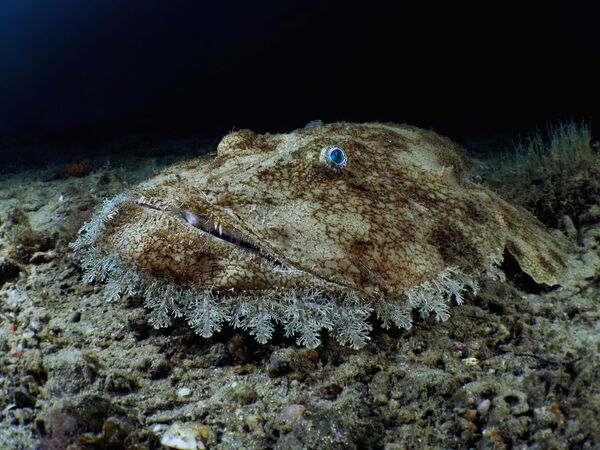 Европейский морской черт на снимке Budego, занявшем 3-е место в категории Compact Wide-Angle конкурса 7th Annual Ocean Art Underwater Photo Contest  - Sputnik Ўзбекистон