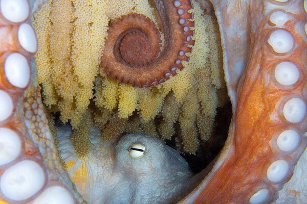 Осьминог, отложивиший икру, на снимке New Life - занявший 5-е место в категории Marine Life Behavior конкурса 7th Annual Ocean Art Underwater Photo Contest - Sputnik Узбекистан