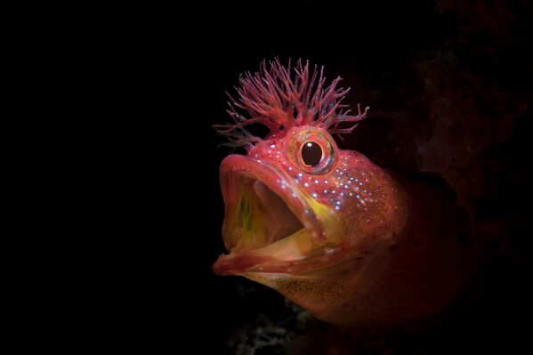 Рыба Chaenopsid Blenny на снимке Roar, удостоившимся почетной награды конкурса 7th Annual Ocean Art Underwater Photo Contest - Sputnik Ўзбекистон