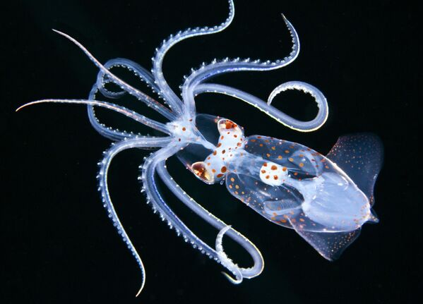 Макроснимок кальмара Ancistricheirus lesseurii на снимке Ancistrocheirus, занявшем 1-е место в категории Macro конкурса 7th Annual Ocean Art Underwater Photo Contest - Sputnik Ўзбекистон