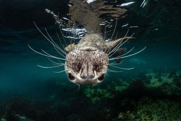 Seriy tulen na snimke Grey Seal Face, zanyavshem 1-e mesto v kategorii Cold Water konkursa 7th Annual Ocean Art Underwater Photo Contest  - Sputnik O‘zbekiston