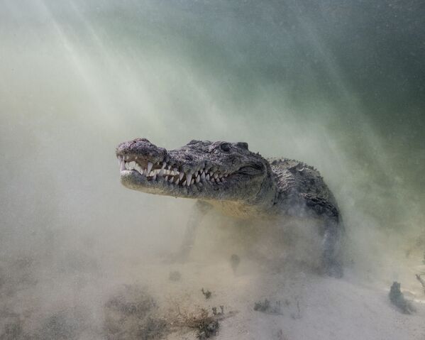 Острорылый крокодил на снимке Croc in the Mist - победившем в категории Portrait Category конкурса 7th Annual Ocean Art Underwater Photo Contest - Sputnik Узбекистан