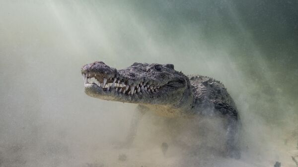 Острорылый крокодил на снимке Croc in the Mist - победившем в категории Portrait Category конкурса 7th Annual Ocean Art Underwater Photo Contest - Sputnik Ўзбекистон