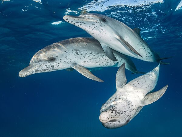 Большелобые продельфины в районе Бимини на снимке Atlantic Spotted Dolphins - победившем в категории Mirrorless Wide Angle конкурса 7th Annual Ocean Art Underwater Photo Contest - Sputnik Узбекистан