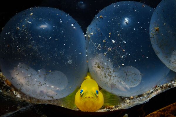 Желтый бычок и яйца кальмара на снимке Little Birth - победивший в категории Mirrorless Macro конкурса 7th Annual Ocean Art Underwater Photo Contest - Sputnik Узбекистан