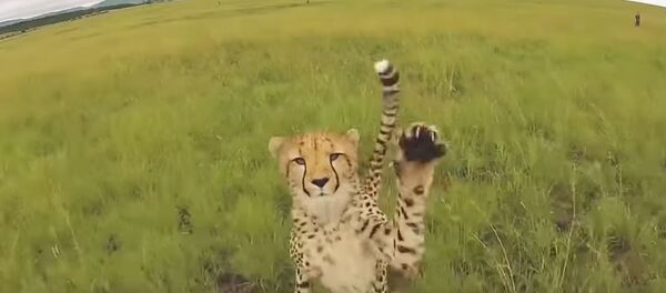 Дроны против тигров: захватывающее видео - дикие кошки устроили охоту на технику - Sputnik Узбекистан