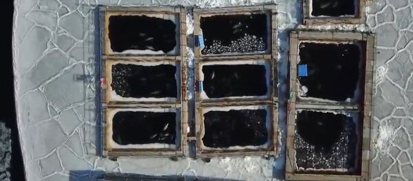 Спутник_Тюрьма для белух и косаток в Приморском крае - Sputnik Ўзбекистон