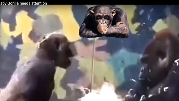 Как детеныш гориллы требует к себе внимания - очень смешное видео - Sputnik Узбекистан